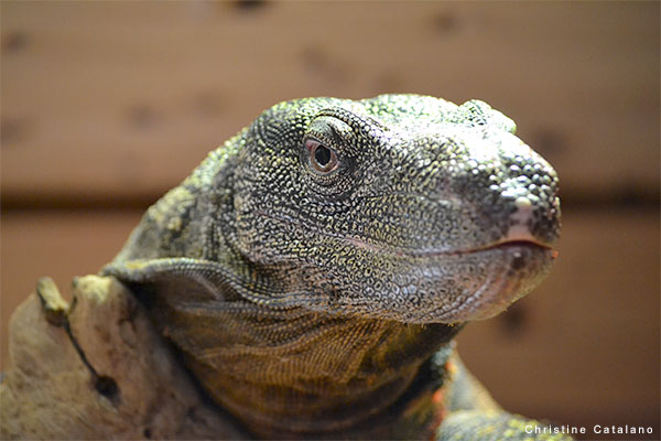 Crocodile Lizard by Christine Catalano