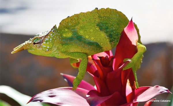 Comfortable Perch by Christine Catalano