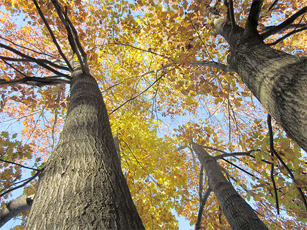 Through the Trees by Linda M. Crate